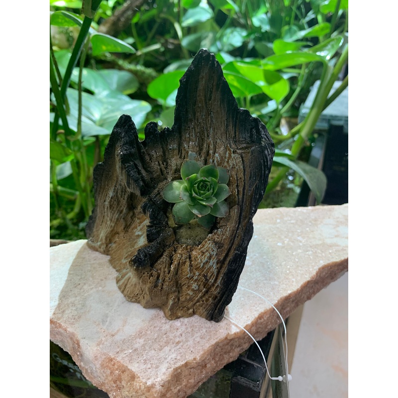 Avant Water Wood Aquarium / Reptile Driftwood Ornament with live plant