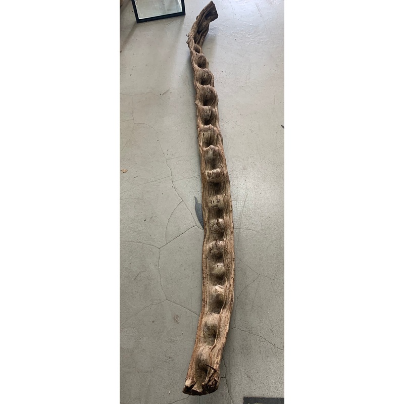 Escada (Thick)- 72" Length (Heavy/Wide Vine) - MAY NOT SHIP PLEASE INQUIRE