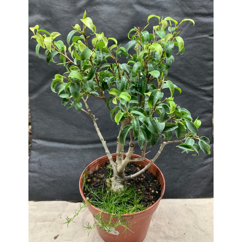 Live Fig Tree -  (Ficus benjamina) - Approx 12"