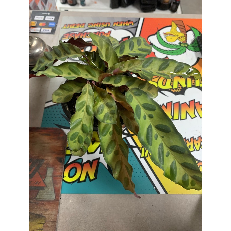 Live Rattlesnake Plant (Goeppertia insignis)