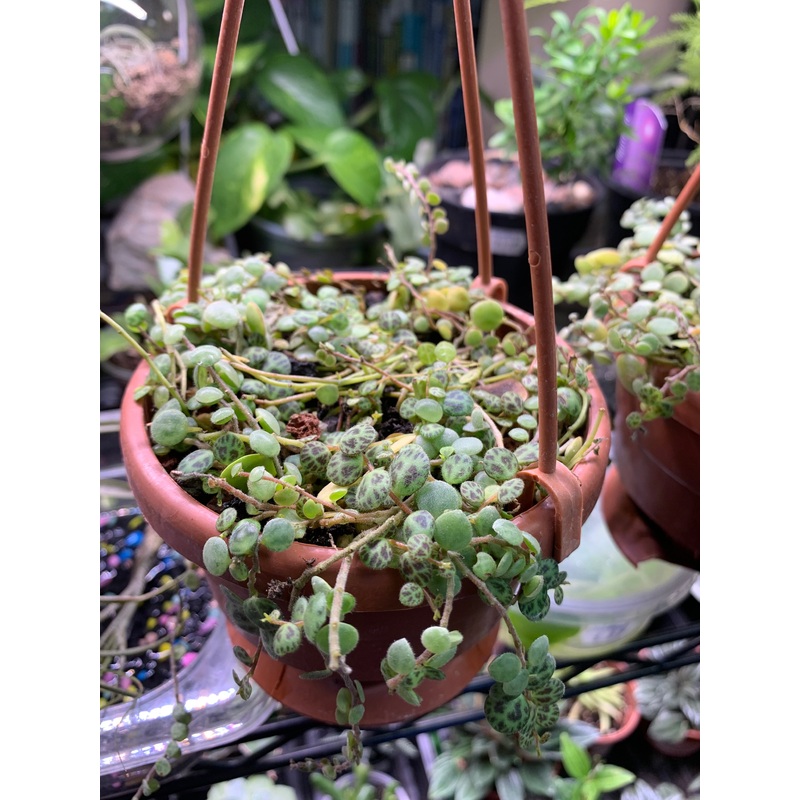 Live String of Turtles - Plant (Peperomia prostrata)