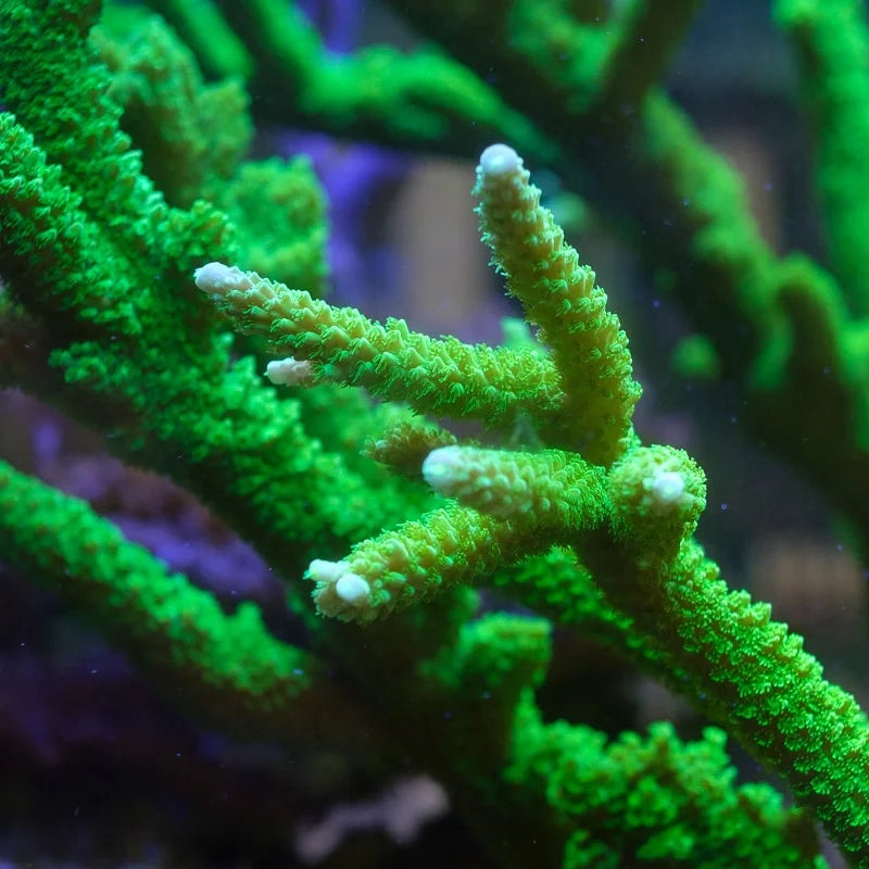 Bali Green Slimer (Acropora sp.)