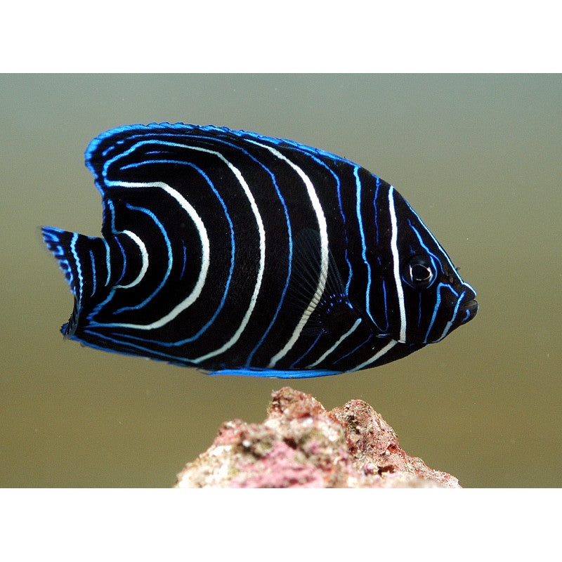 Koran Angelfish - Pomacanthus semicirculatus