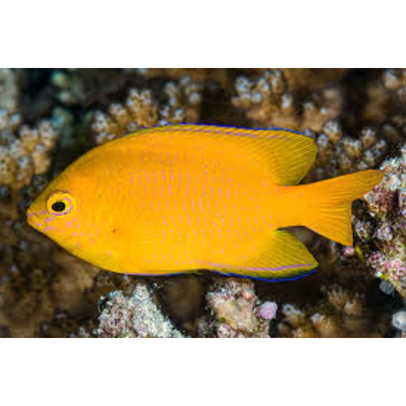 Lemon Damselfish - Pomacentrus moluccensis