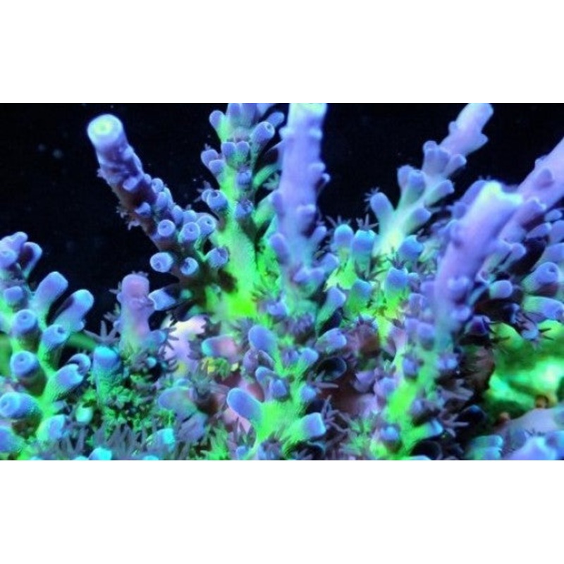 Miyagi Tort (Acropora sp.)
