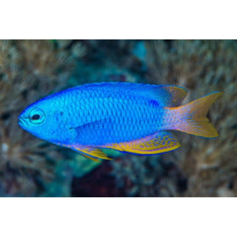 Neon Blue Damselfish - Pomacentrus coelestis