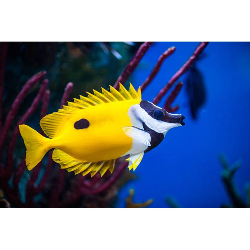 One Spot Foxface Rabbitfish - Siganus unimaculatus