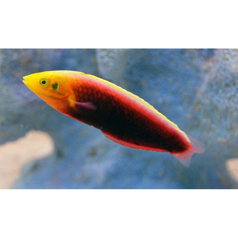 Radiant Wrasse - Halichoeres iridis