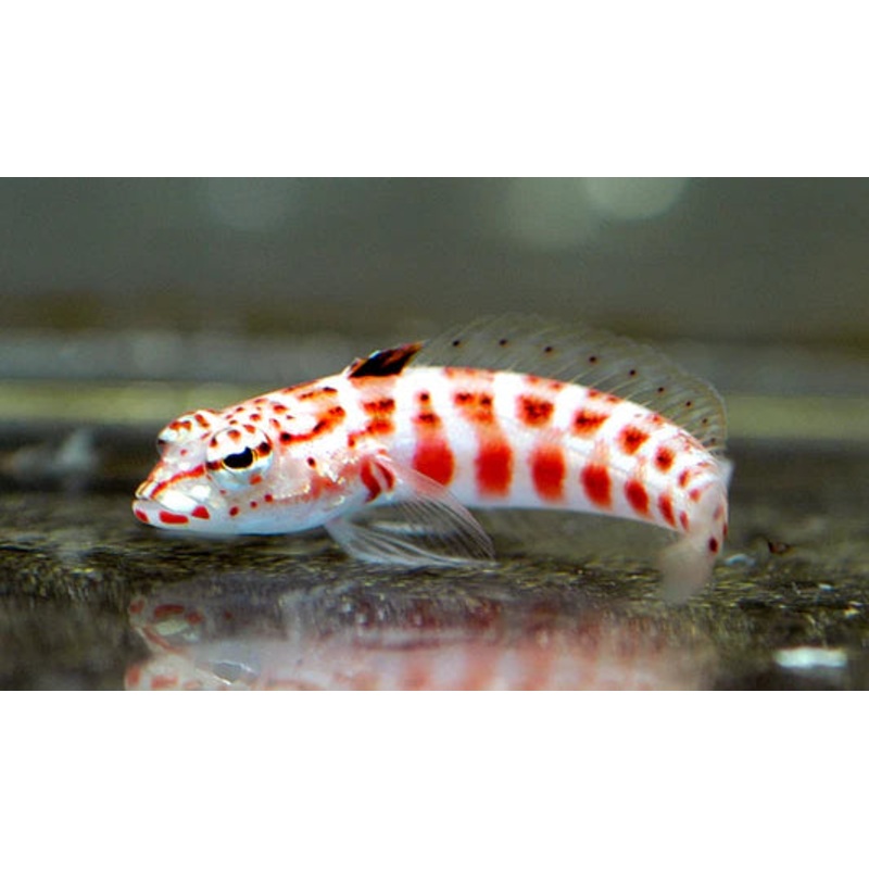 Red Lizard Blenny - Parapercis sp.