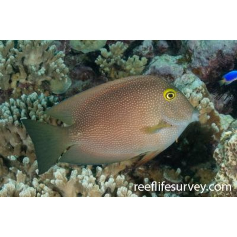 Striped-fin Tang - Ctenochaetus Marginatus