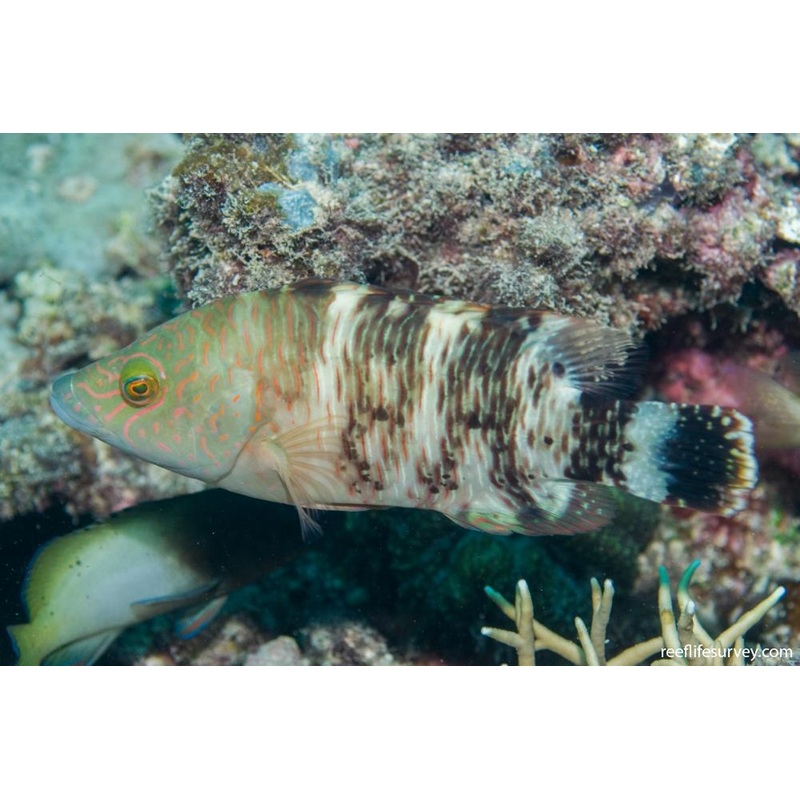 Tripletail Maori Wrasse - Cheilinus trilobatus