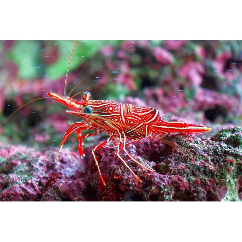 Camel Shrimp - Rhynchocinetes uritai