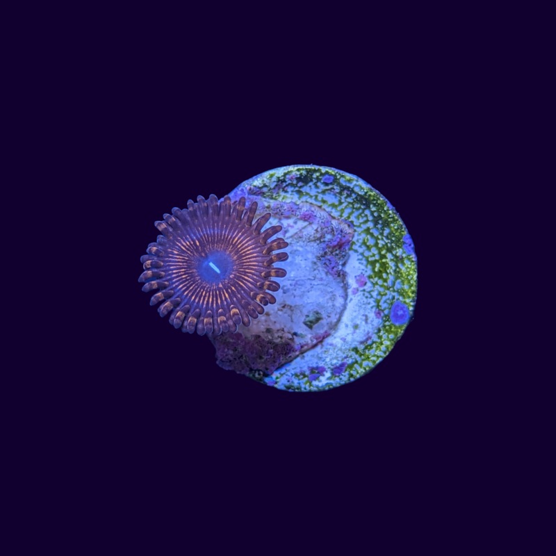 Armageddon Zoa Frag