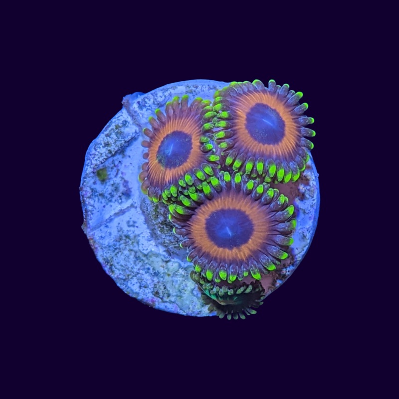 Eagle Eyes Zoa Frag