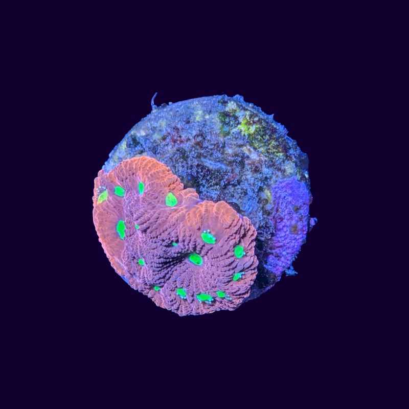 Favites War Coral