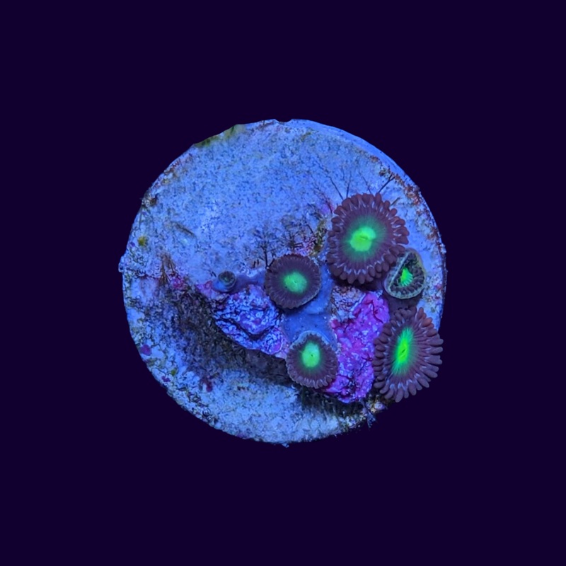 Mint Chocolate Zoa Frag