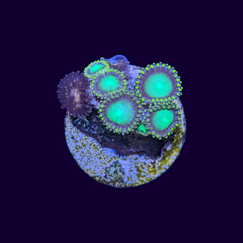 Radioactive Dragons Eye & Reverse Space Monster Mix Zoa Frag