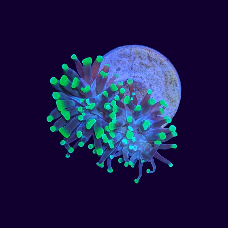 2 Head Green Tip Hammer Frag (UK Grown)