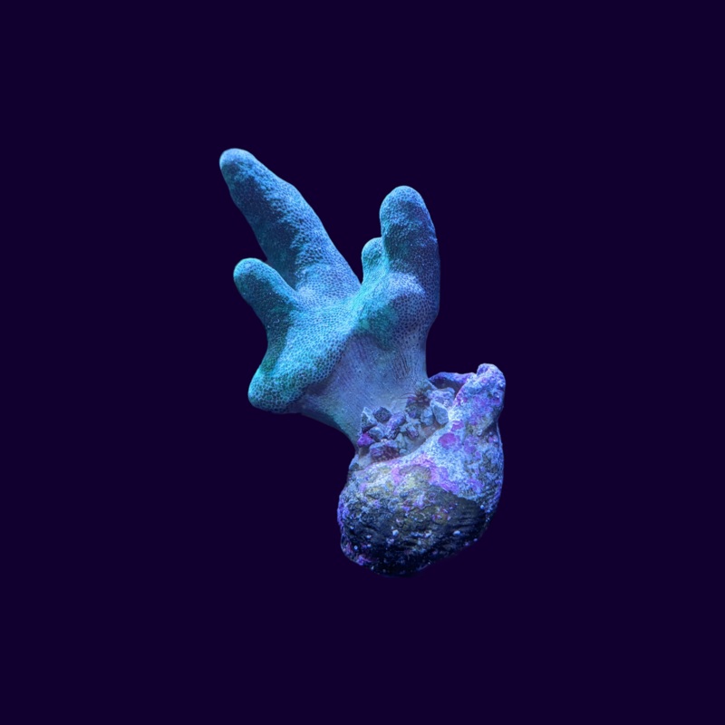 Aquacultured Green Toadstool