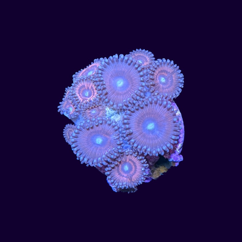 Armor of God and Victoria Secret Mix Zoa Frag