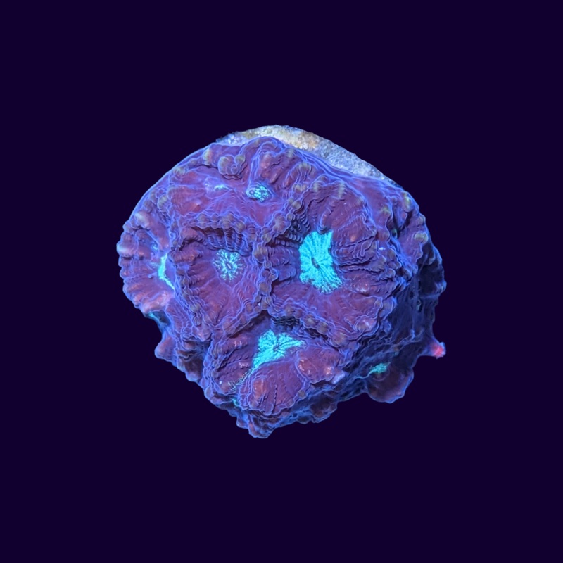 Favites Coral