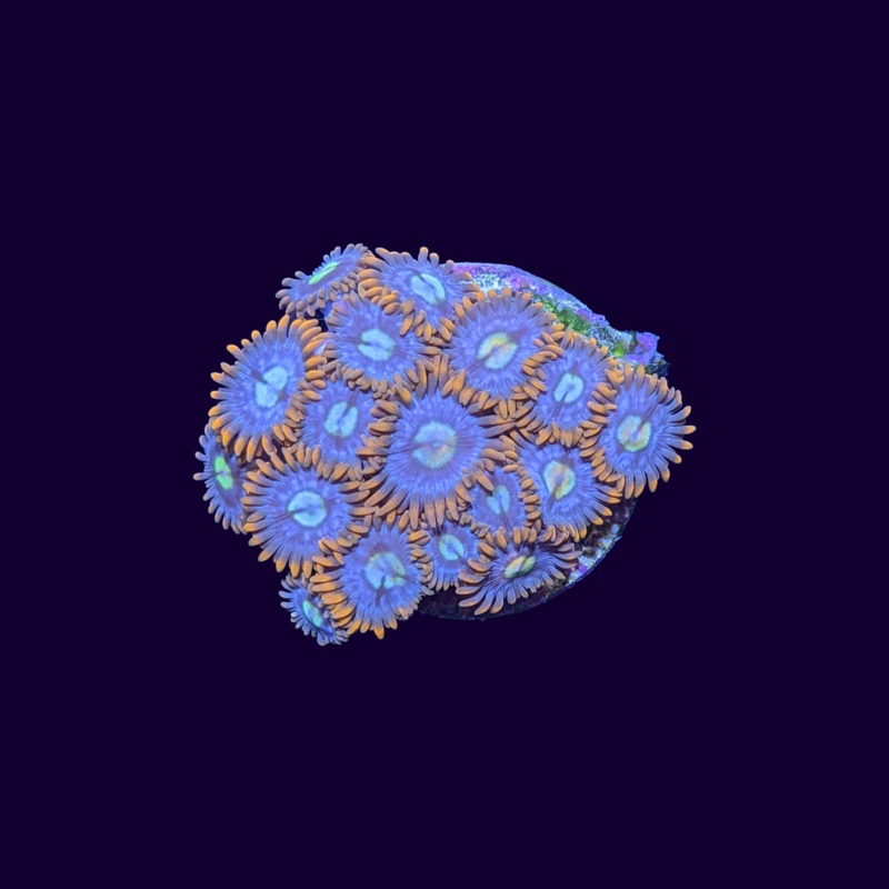 Fire and Ice Zoa Frag