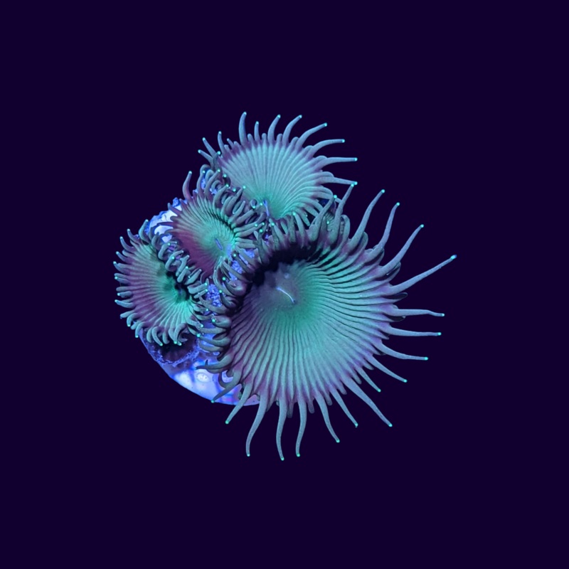Green Paly Frag