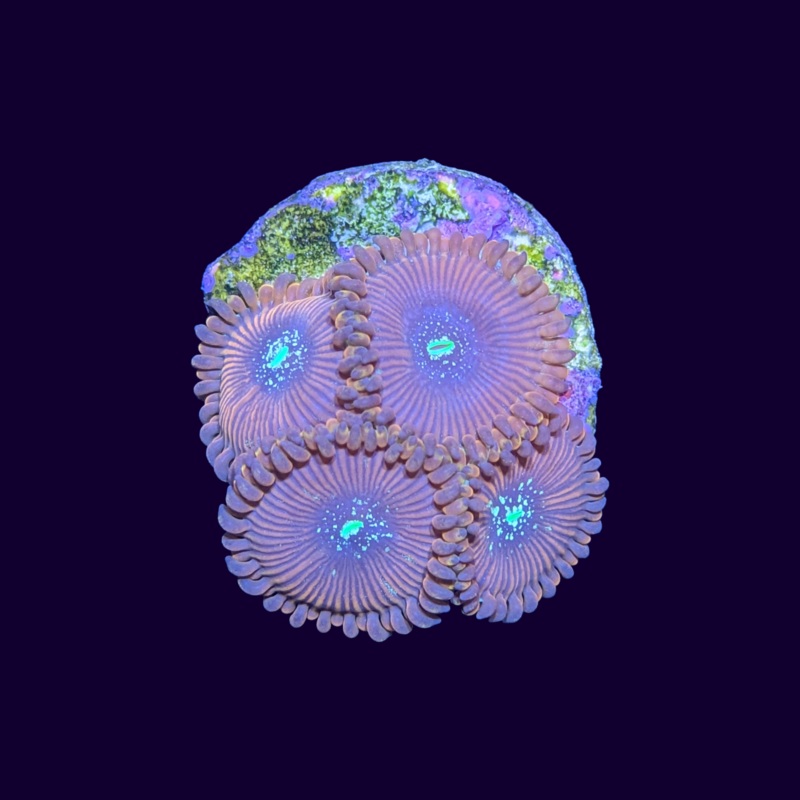 Magician People Eater Zoa Frag