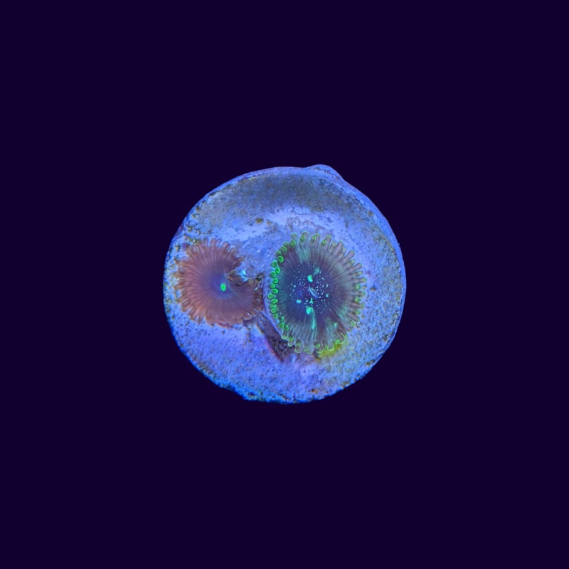 Red People Eater & Hawaiian People Eater Mix Zoa