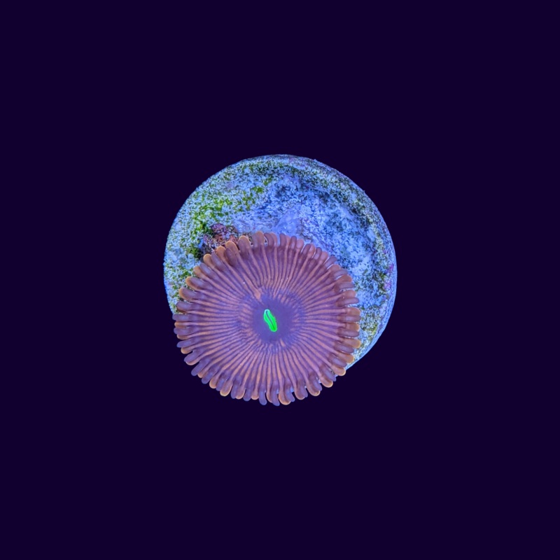Red People Eater Zoa