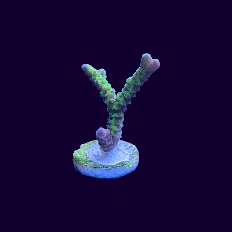 Slimeball Anacropora Frag (UK Grown)
