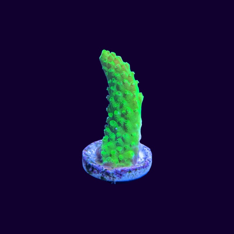 Toxic Green Acropora Frag