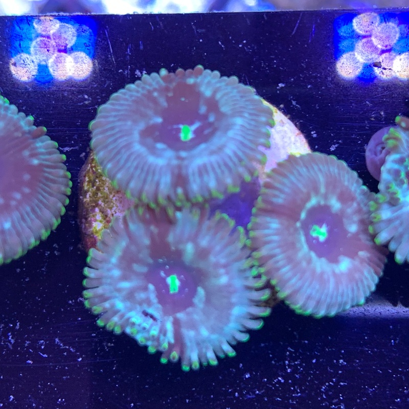 3 Polyp Desert Storm People Eater Zoa