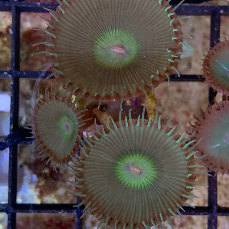 3 Polyp Saturns Ring paly Zoa