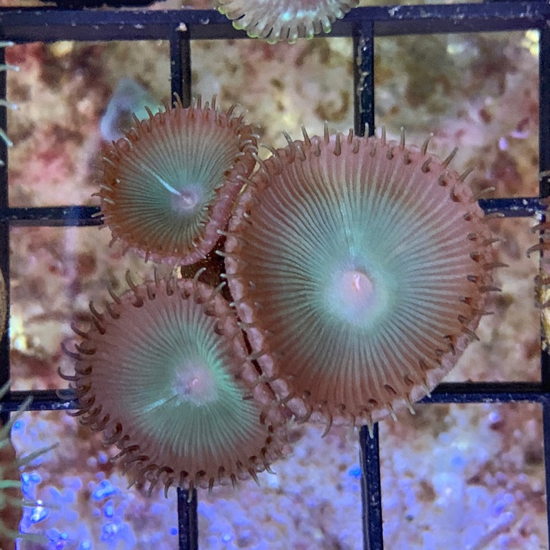 3 Polyps Saturns Ring paly Zoa