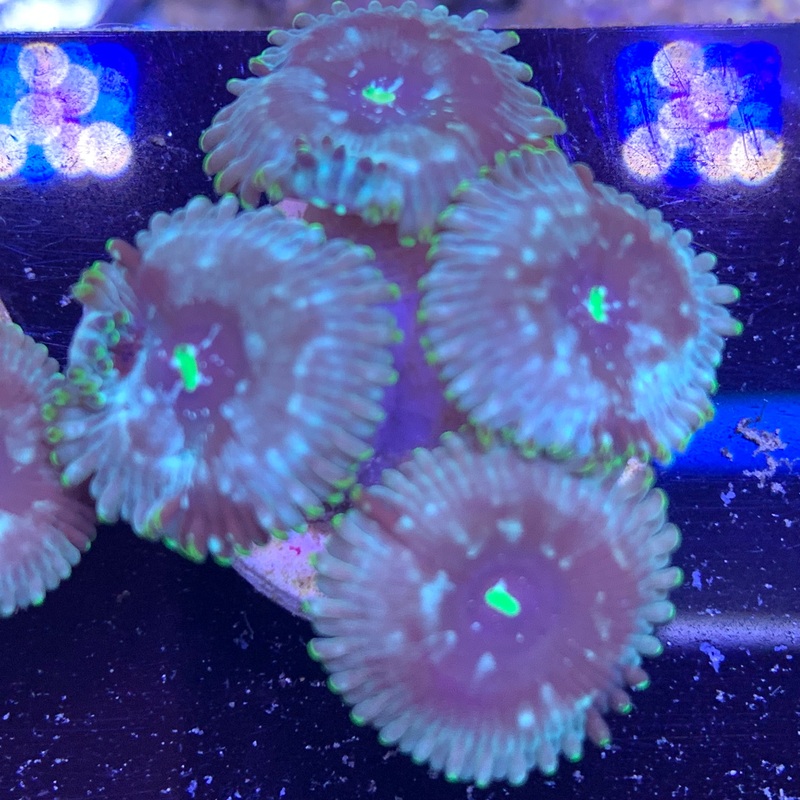4 Polyp Desert Storm People Eater Zoa