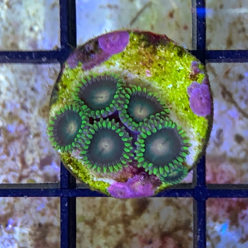 5 Polyp Zoa frag