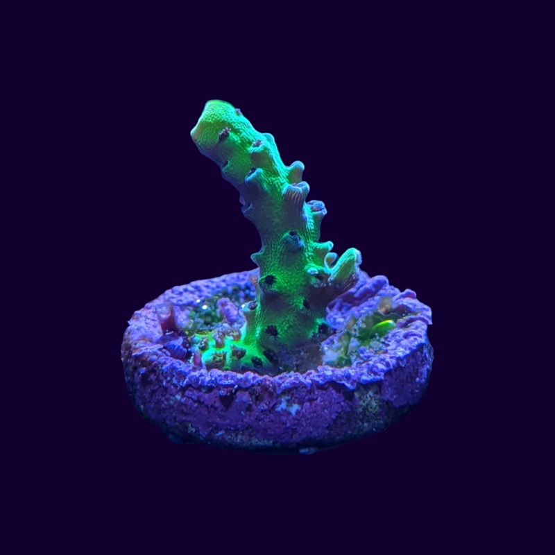Acropora Frag (UK Grown)