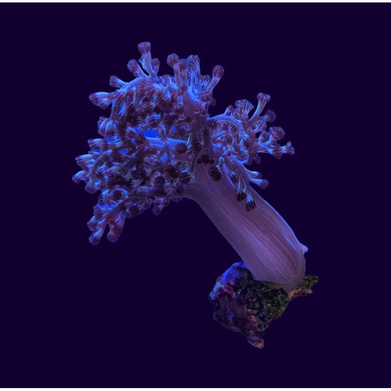 Aqua Kenya Tree