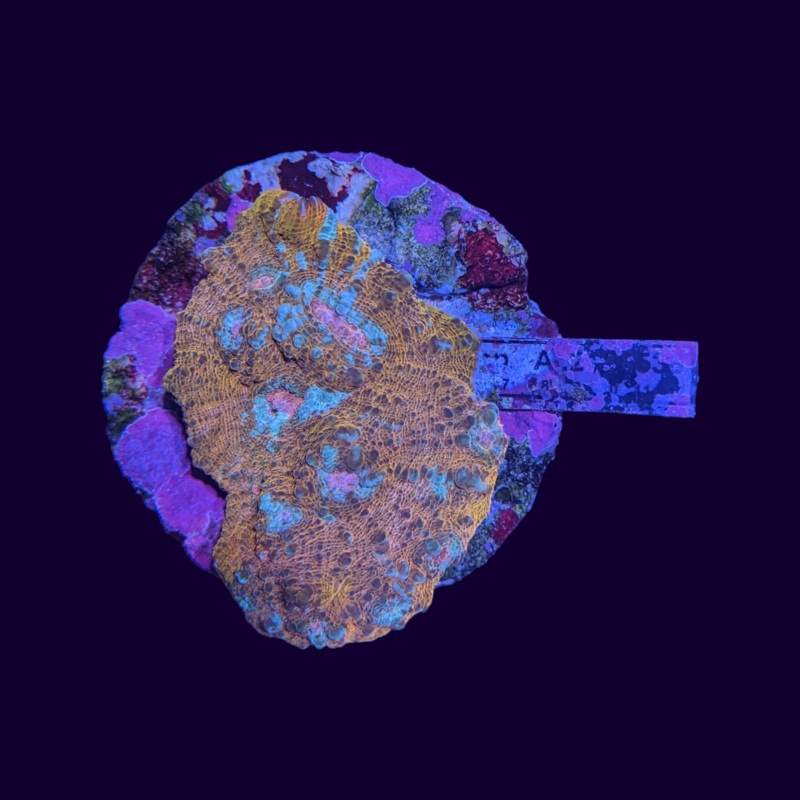 Blue and Orange Chalice Colony