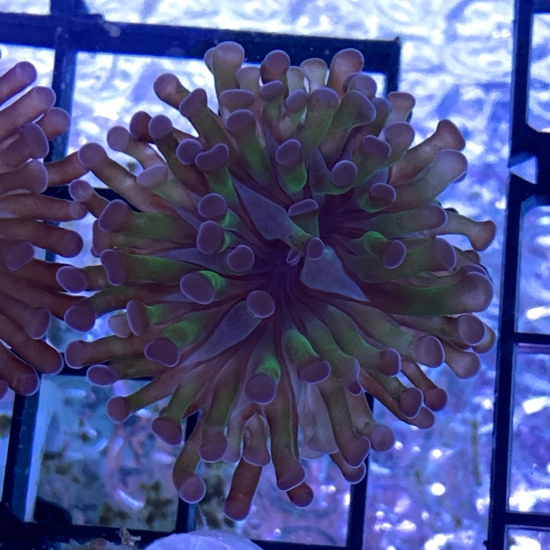 Branching Purple & Green Hammer Frag (Single Head)