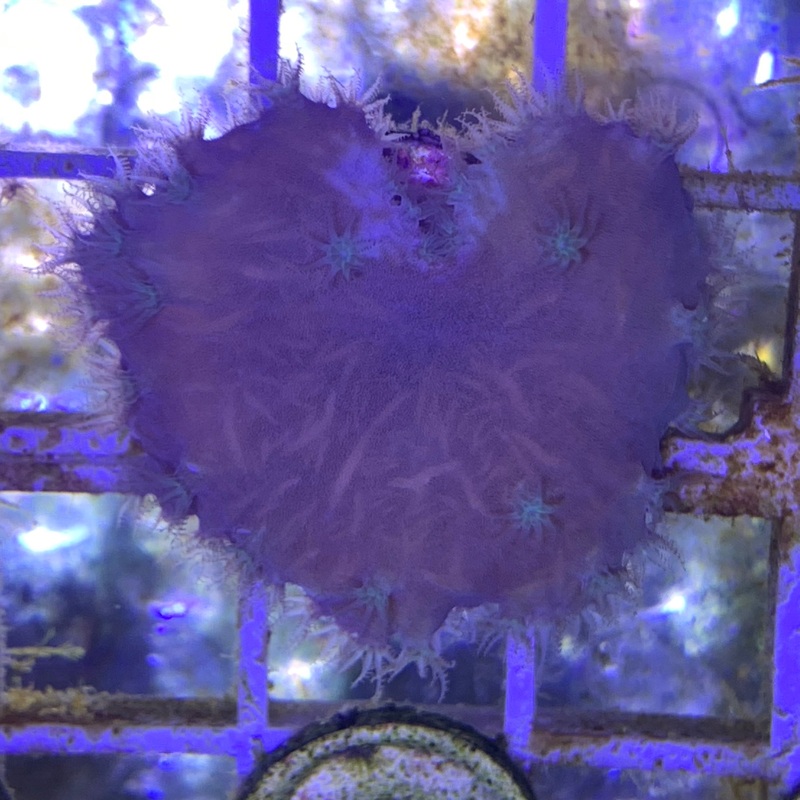 Cabbage Coral