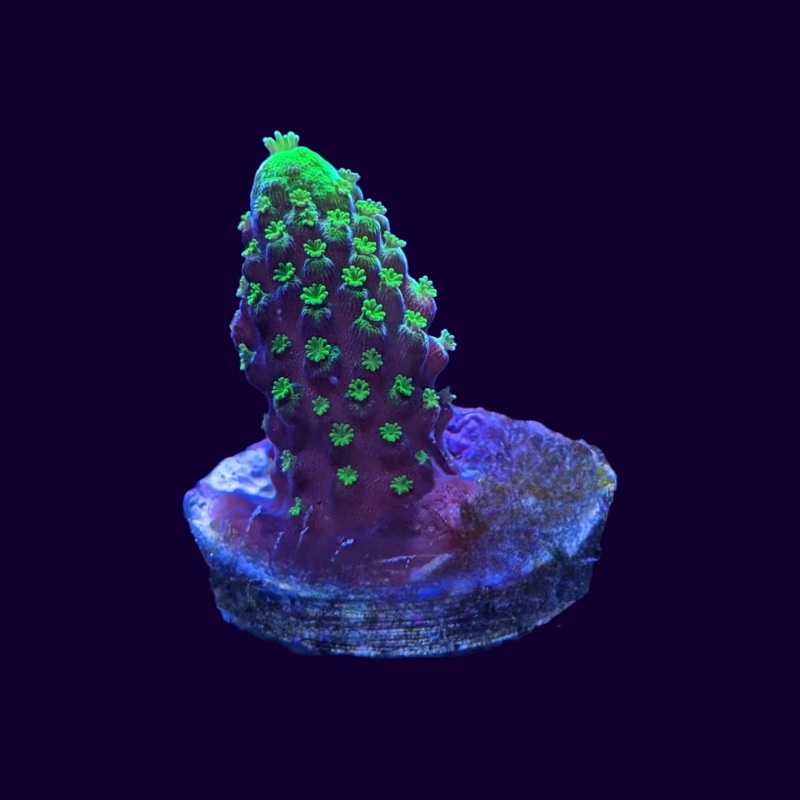 Candle light Stag Acropora Frag