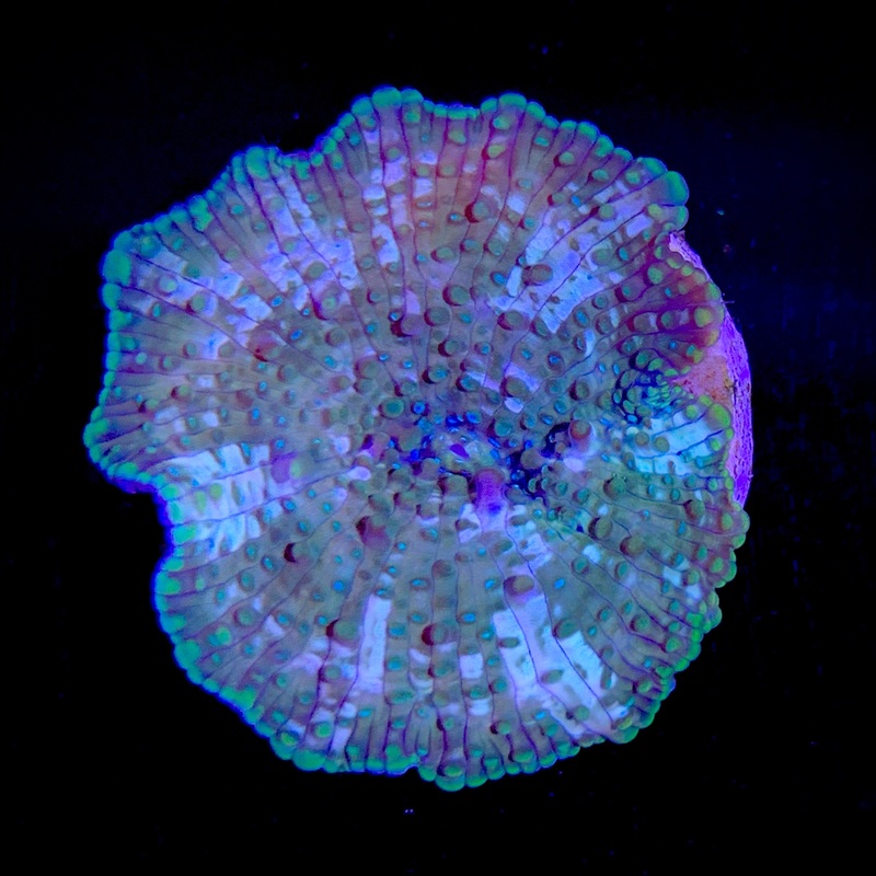 Galactix Mushroom