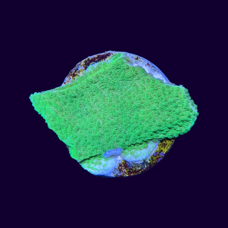 Green Montipora (UK Grown)