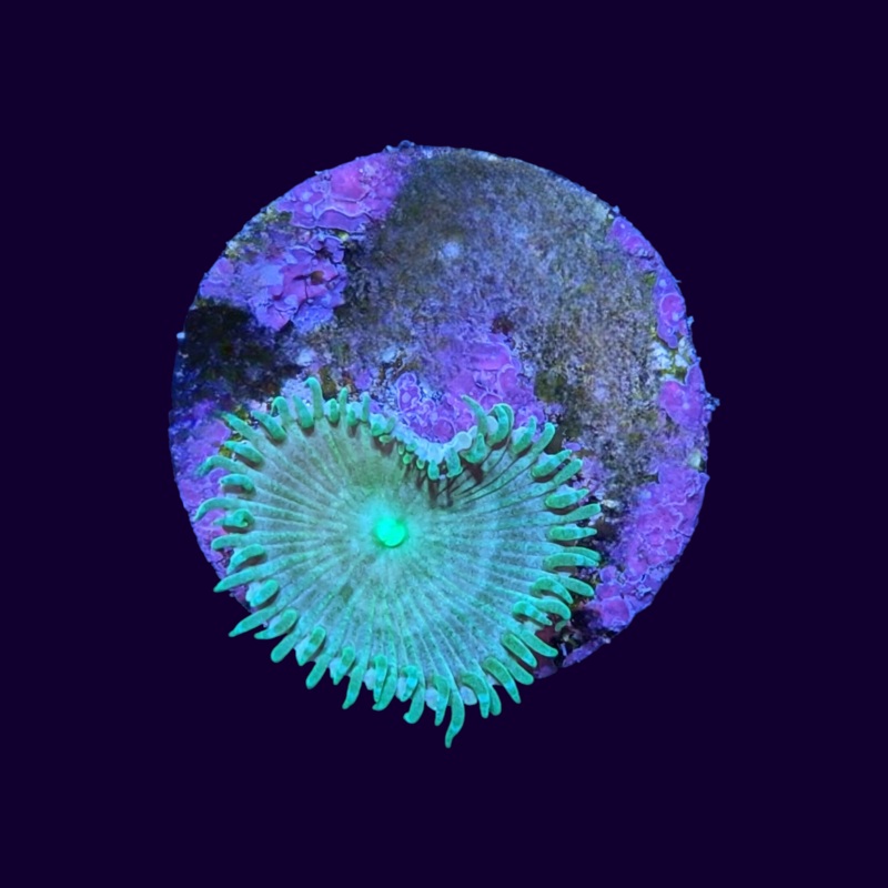 Green Paly Zoa