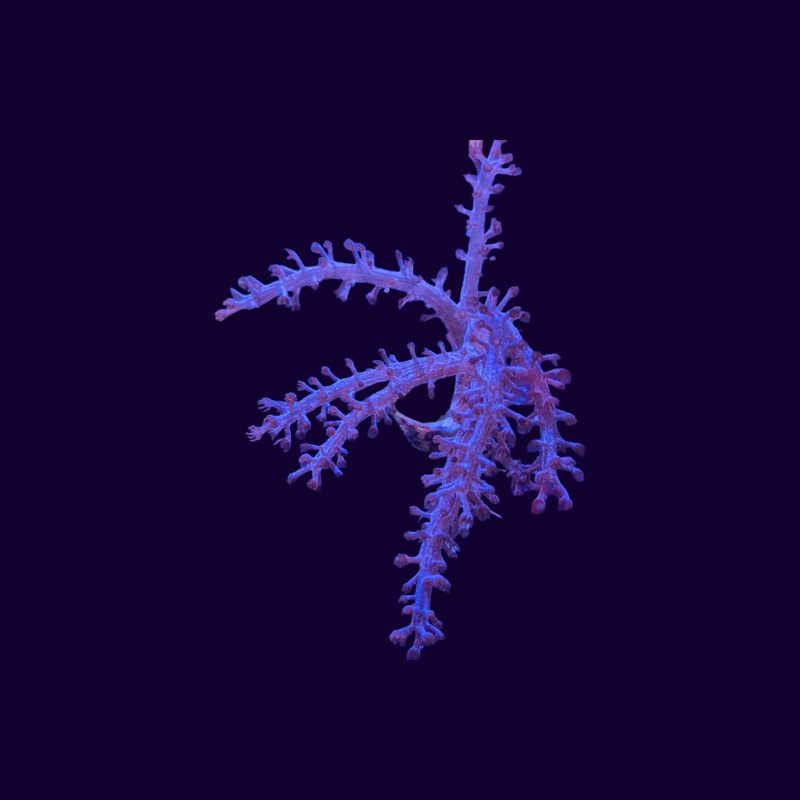 Kenya Tree