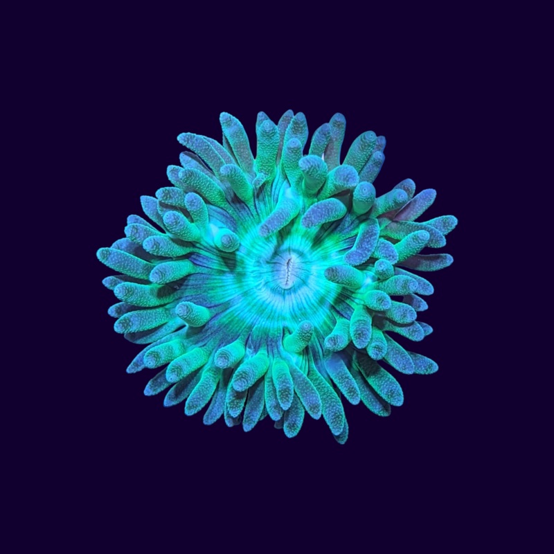 Neon Green 1 Head Duncan