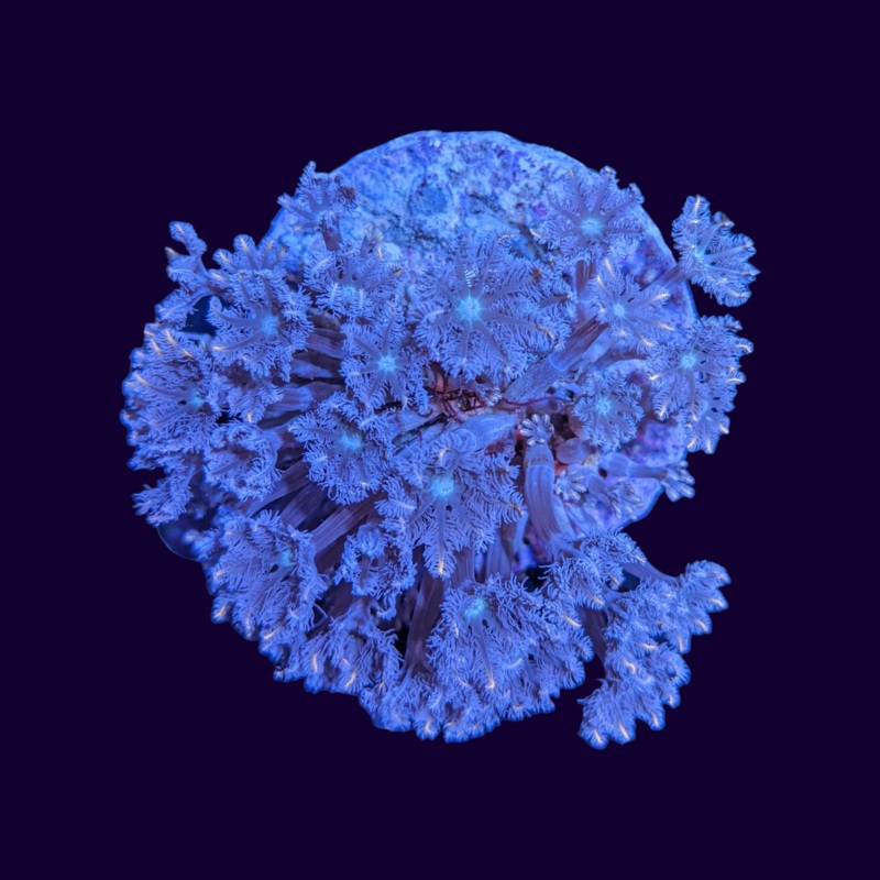 Orange Tipped Clove Polyp Colony