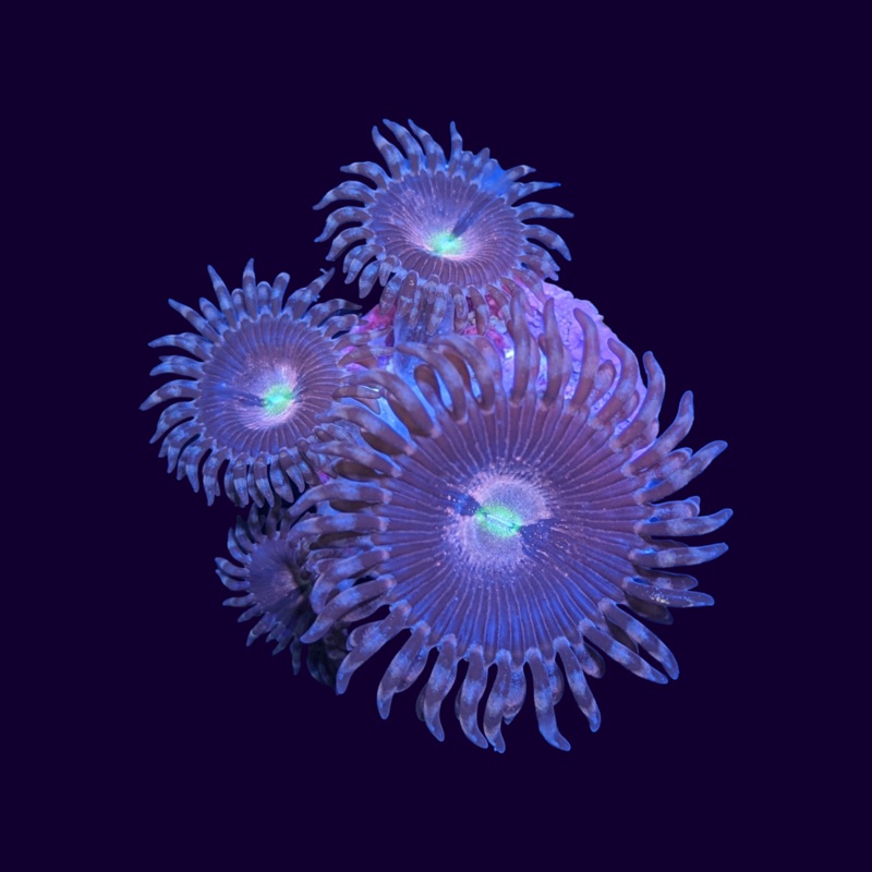 Purple Bee Zoa Frag 3 polyp (UK Grown)